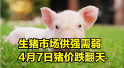跌了!猪价“跌翻天”,养殖市场迎来罕见“跌翻天”行情