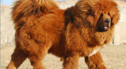 藏獒犬