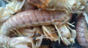 虾爬子的做法,解锁海鲜美味新境界