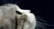 娱乐吃瓜君猫带体检,揭秘明星宠物健康生活